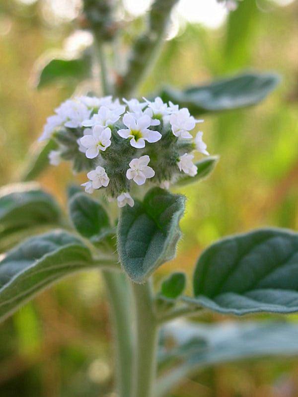 Heliotropium europaeum / Eliotropio selvatico